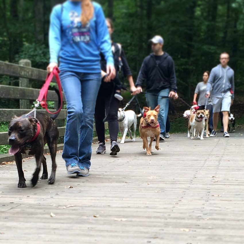 Why we started a pack walking group, and how you can too - The Sniff